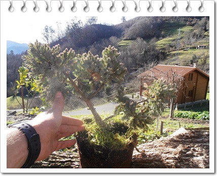 Juniperus pfitzeriana glauca 5