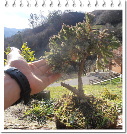 Juniperus pfitzeriana glauca 4