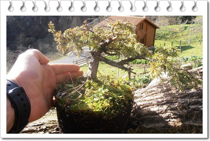 Juniperus pfitzeriana glauca 3